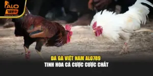 Đá Gà Việt Nam Alo789 -  Tinh Hoa Cá Cược Cược Chất
